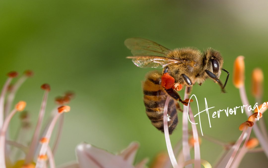Die Blumenwiese – ein Schlaraffenland für Bienen, Hummeln und Schmetterlinge